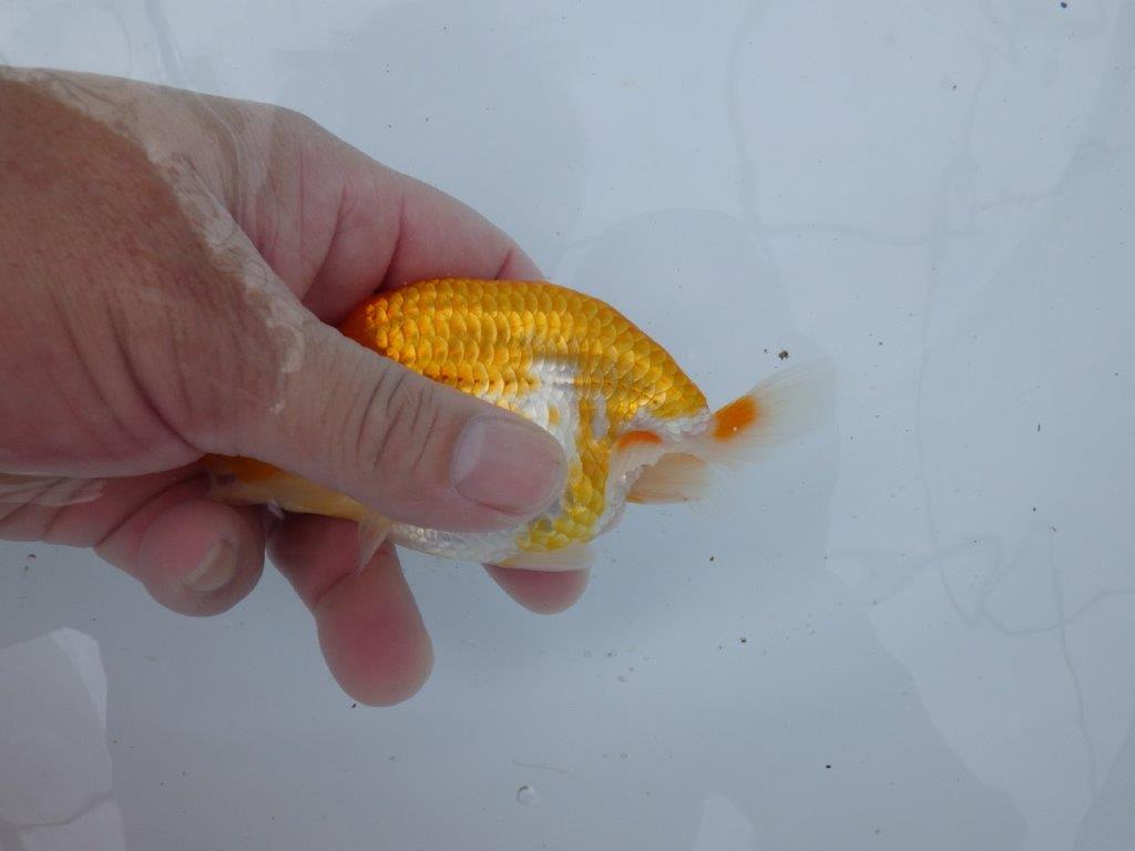 【逸品当歳らんちゅう】ご鑑賞お勧めらんちゅう　約13ｃｍ前後　オス？