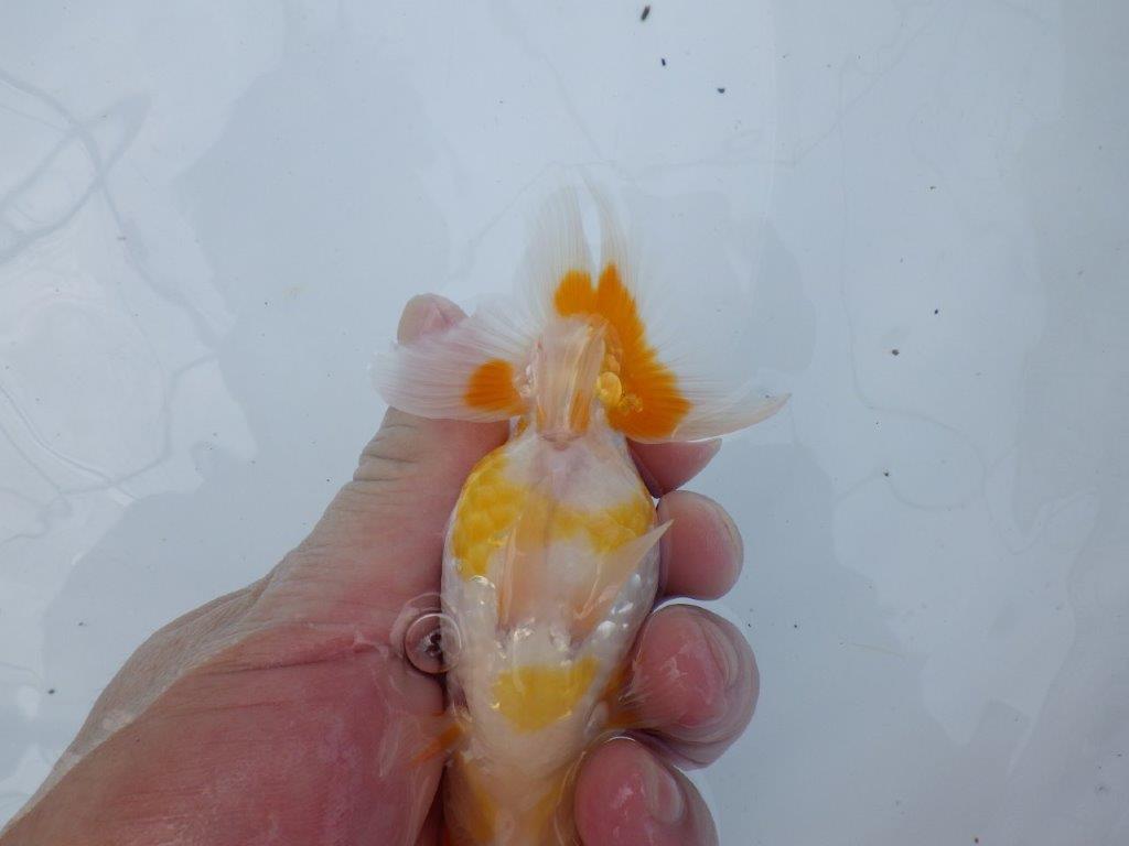 【逸品当歳らんちゅう】ご鑑賞お勧めらんちゅう　約13ｃｍ前後　オス？