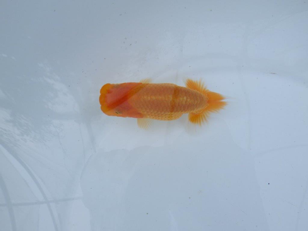 【逸品当歳らんちゅう】バランスよく整ったらんちゅう　約12ｃｍ前後　メス？
