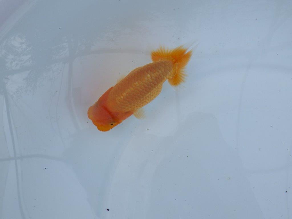【逸品当歳らんちゅう】バランスよく整ったらんちゅう　約12ｃｍ前後　メス？