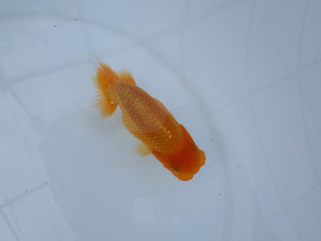 【逸品当歳らんちゅう】バランスよく整ったらんちゅう　約12ｃｍ前後　メス？の上身