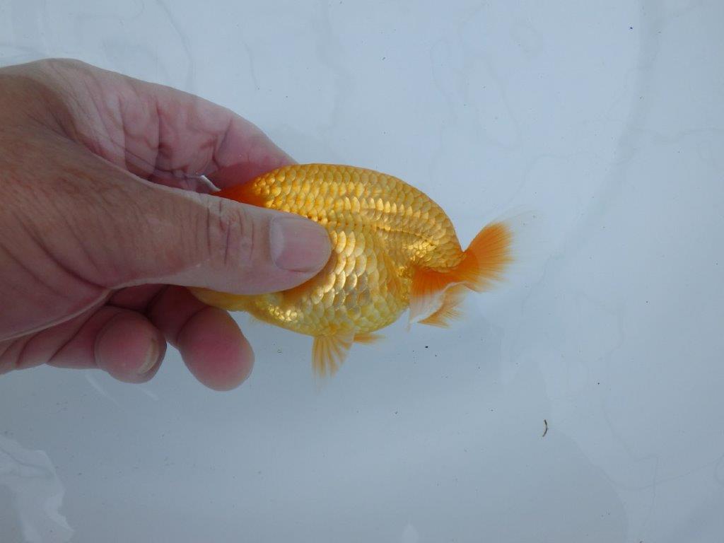 【逸品当歳らんちゅう】バランスよく整ったらんちゅう　約12ｃｍ前後　メス？