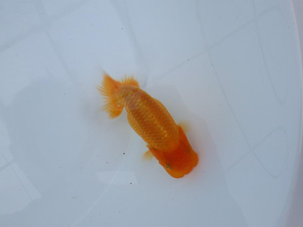 【逸品当歳らんちゅう】バランスよく整ったらんちゅう　約12ｃｍ前後　メス？