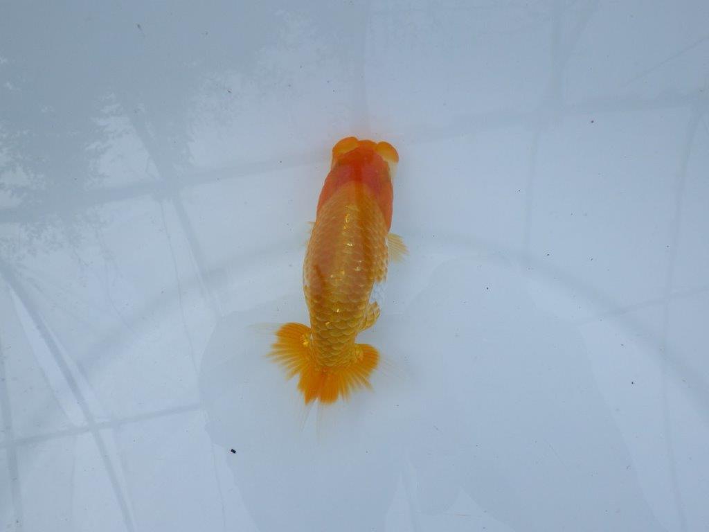 【逸品当歳らんちゅう】素晴らしい雰囲気の更紗らんちゅう　約12ｃｍ前後　オス？