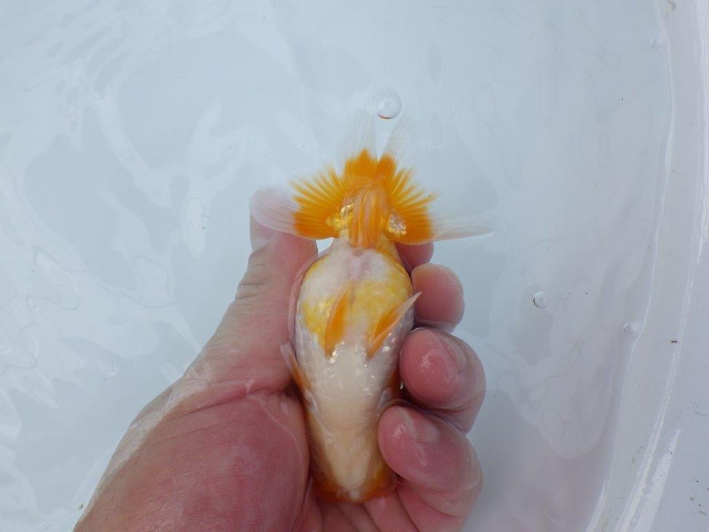 【逸品当歳らんちゅう】素晴らしい雰囲気の更紗らんちゅう　約12ｃｍ前後　オス？