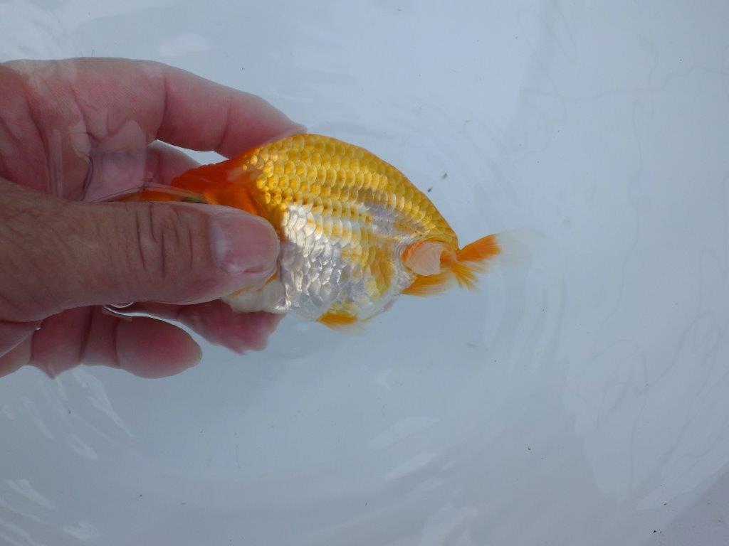 【逸品当歳らんちゅう】素晴らしい雰囲気の更紗らんちゅう　約12ｃｍ前後　オス？