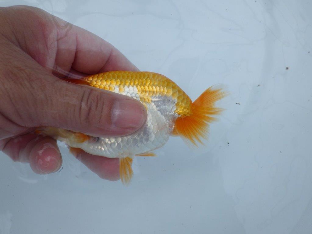 【逸品当歳らんちゅう】上物更紗らんちゅう　約12,5ｃｍ前後　オス？
