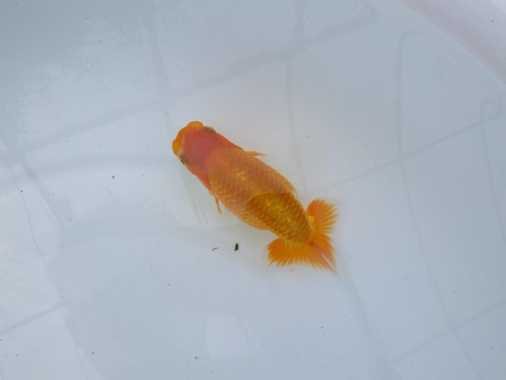 【逸品当歳らんちゅう】尾型、構えが素晴らしいらんちゅう　約12,5ｃｍ前後　オス？