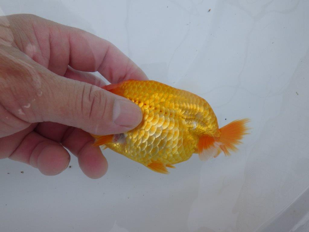 【逸品当歳らんちゅう】尾型、構えが素晴らしいらんちゅう　約12,5ｃｍ前後　オス？