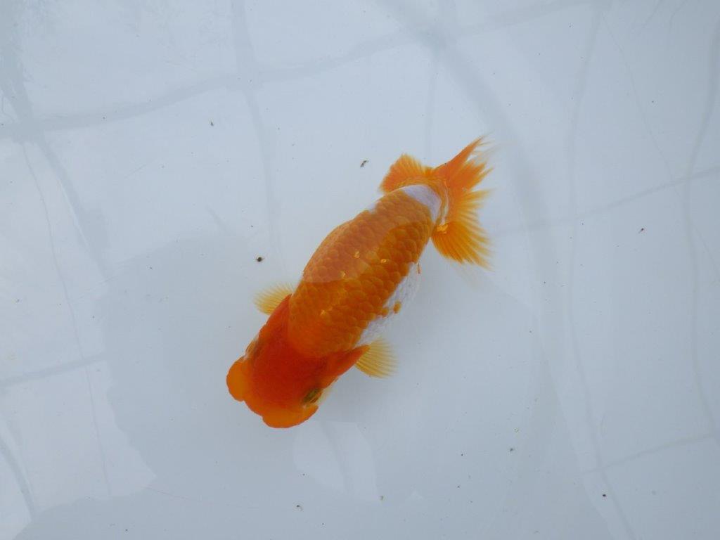 【逸品当歳らんちゅう】今後の成長に期待が膨らむらんちゅう　約12,5ｃｍ前後　オス？の上身