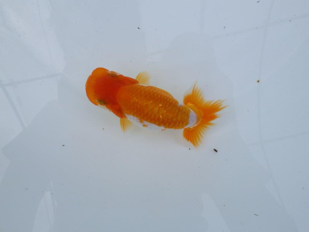 【逸品当歳らんちゅう】今後の成長に期待が膨らむらんちゅう　約12,5ｃｍ前後　オス？