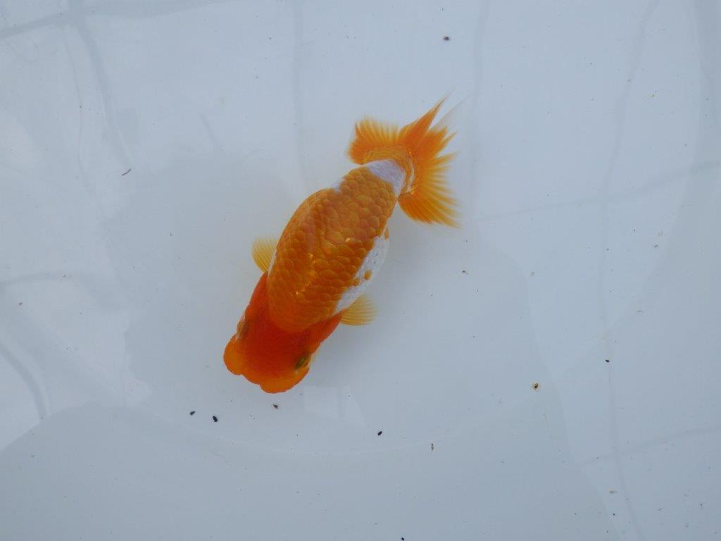 【逸品当歳らんちゅう】今後の成長に期待が膨らむらんちゅう　約12,5ｃｍ前後　オス？