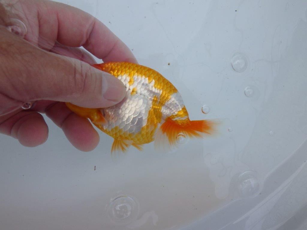 【逸品当歳らんちゅう】今後の成長に期待が膨らむらんちゅう　約12,5ｃｍ前後　オス？