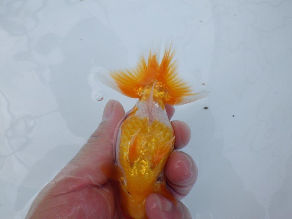 【逸品当歳らんちゅう】今後の成長に期待が膨らむらんちゅう　約12,5ｃｍ前後　オス？