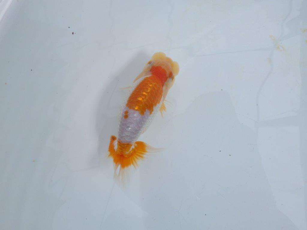 【 鉄板！！】飼い込みお勧めの更紗らんちゅう　東大関系統　約12,5㎝  オス？