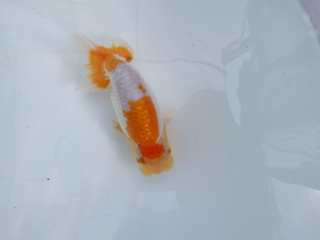 【 鉄板！！】飼い込みお勧めの更紗らんちゅう　東大関系統　約12,5㎝  オス？