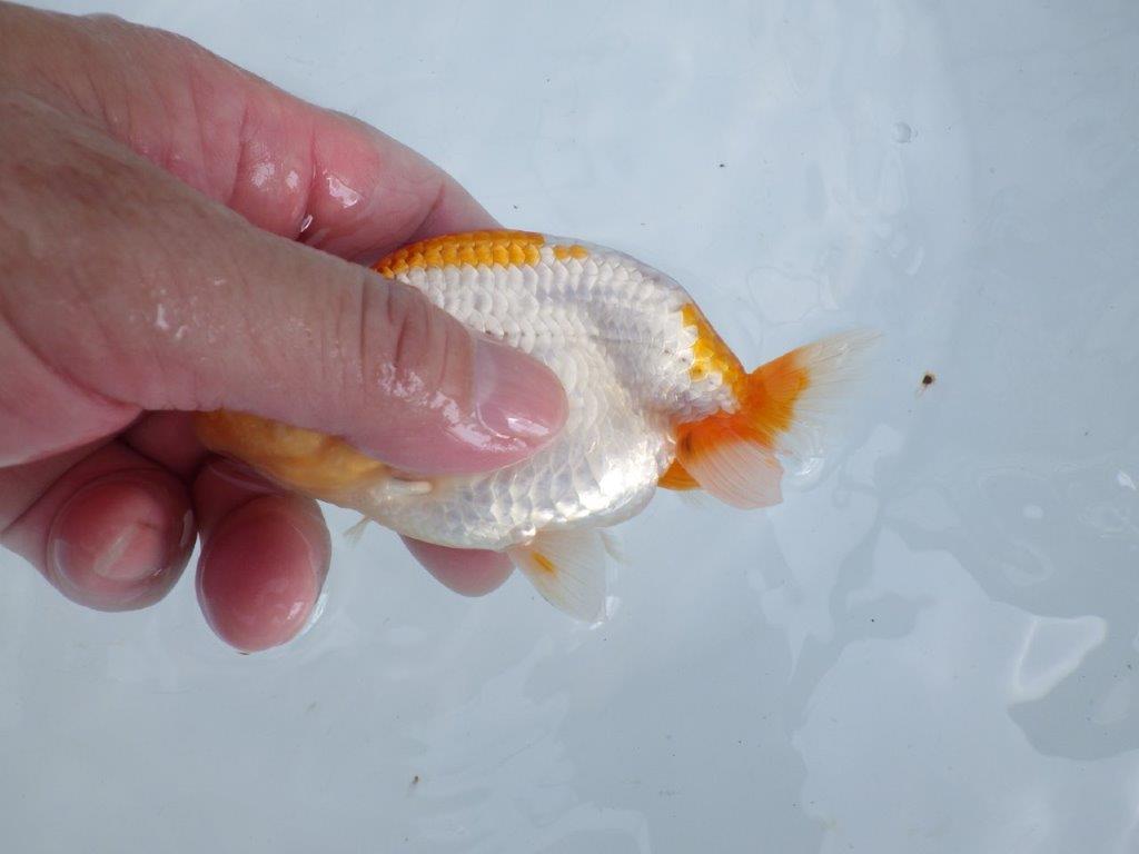 【 鉄板！！】飼い込みお勧めの更紗らんちゅう　東大関系統　約12,5㎝  オス？