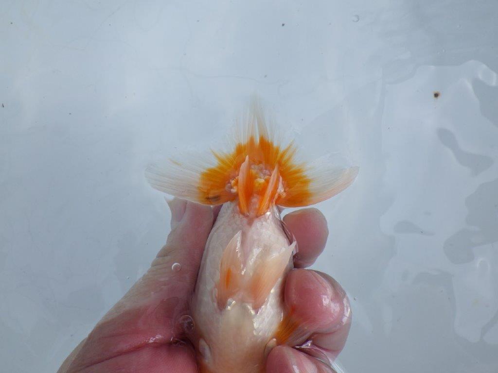 【 鉄板！！】飼い込みお勧めの更紗らんちゅう　東大関系統　約12,5㎝  オス？