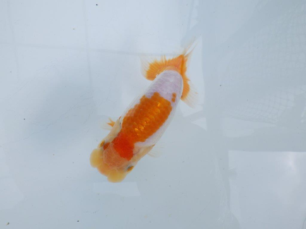 【 鉄板！！】飼い込みお勧めの更紗らんちゅう　東大関系統　約12,5㎝  オス？の上身