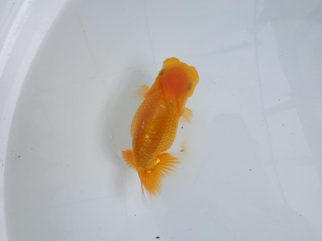 【 鉄板！！】愛嬌のあるらんちゅう　東大関系統　約14,5㎝  メス？