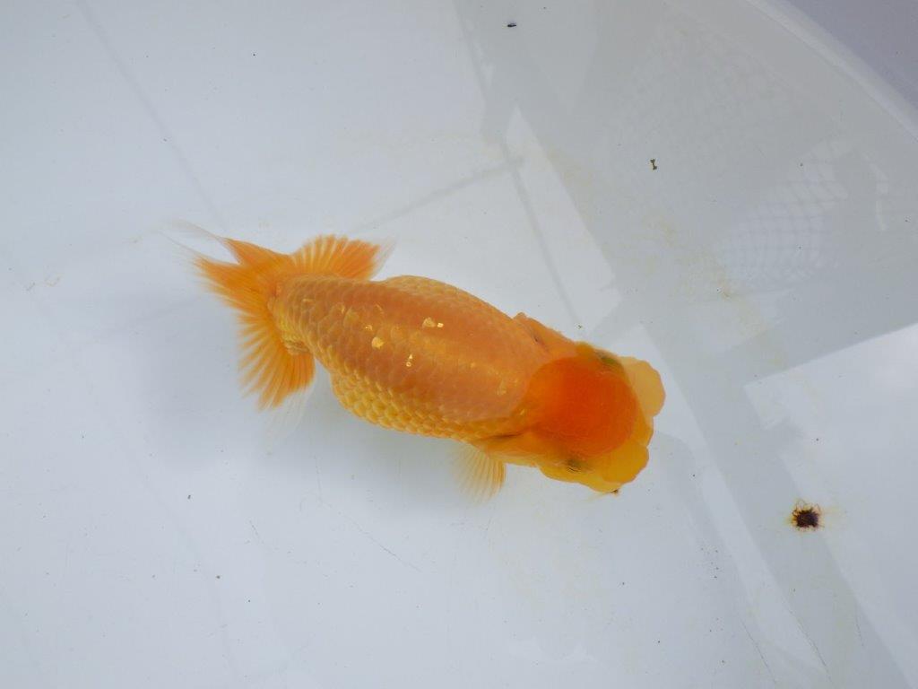 【 鉄板！！】愛嬌のあるらんちゅう　東大関系統　約14,5㎝  メス？の上身