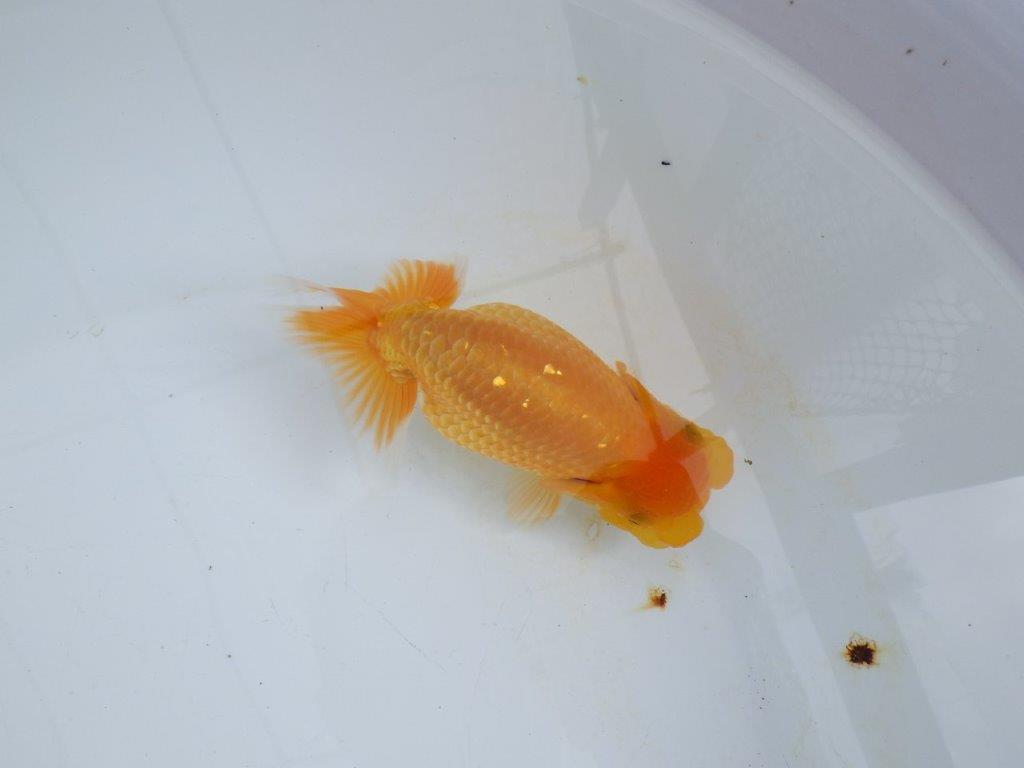 【 鉄板！！】愛嬌のあるらんちゅう　東大関系統　約14,5㎝  メス？