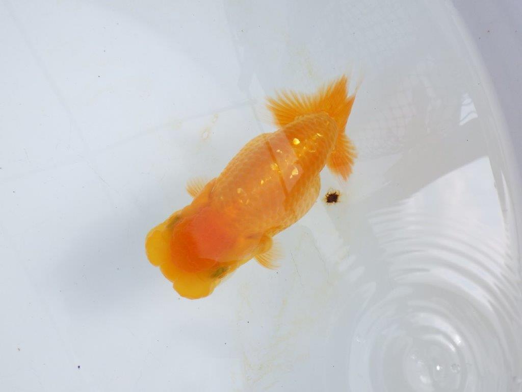 【 鉄板！！】愛嬌のあるらんちゅう　東大関系統　約14,5㎝  メス？