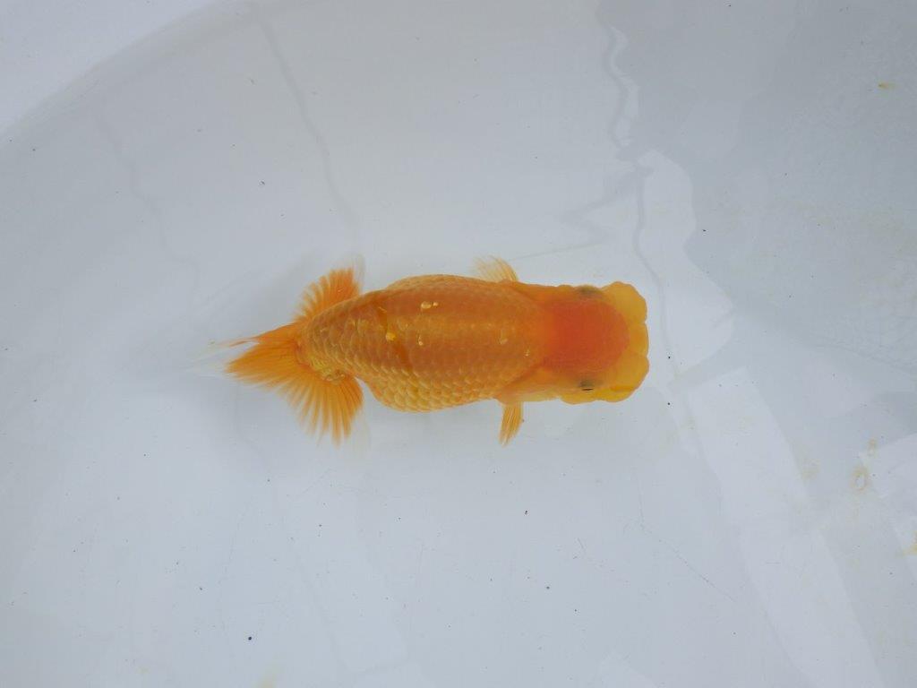【 鉄板！！】愛嬌のあるらんちゅう　東大関系統　約14,5㎝  メス？