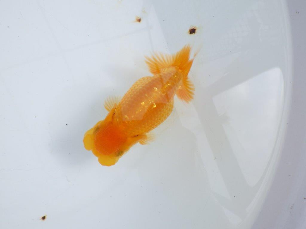 【 鉄板！！】愛嬌のあるらんちゅう　東大関系統　約14,5㎝  メス？