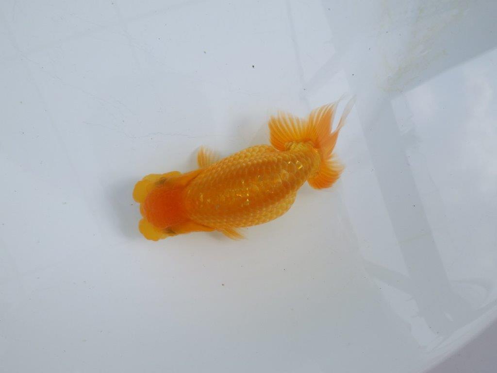 【 鉄板！！】愛嬌のあるらんちゅう　東大関系統　約14,5㎝  メス？