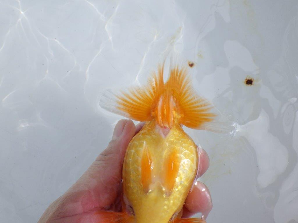 【 鉄板！！】愛嬌のあるらんちゅう　東大関系統　約14,5㎝  メス？