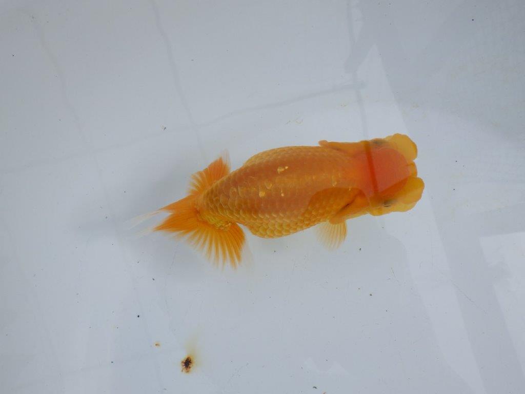【 鉄板！！】愛嬌のあるらんちゅう　東大関系統　約14,5㎝  メス？
