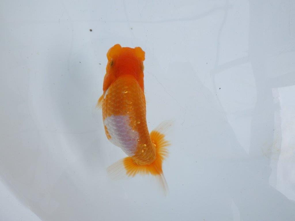 【 鉄板！！】素晴らしい雰囲気、飼い込みお勧めらんちゅう　東大関系統　約1３,5㎝  オス？