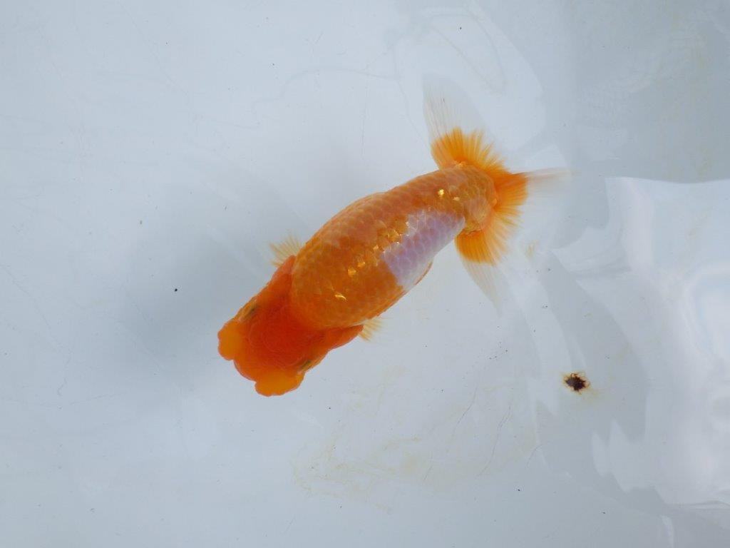 【 鉄板！！】素晴らしい雰囲気、飼い込みお勧めらんちゅう　東大関系統　約1３,5㎝  オス？