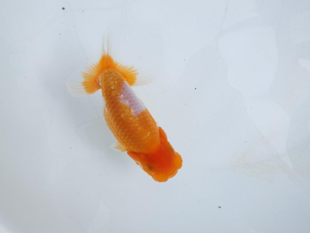 【 鉄板！！】素晴らしい雰囲気、飼い込みお勧めらんちゅう　東大関系統　約1３,5㎝  オス？
