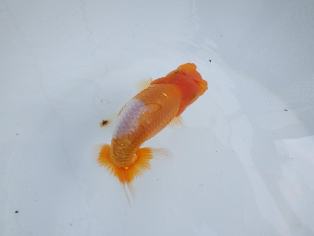 【 鉄板！！】素晴らしい雰囲気、飼い込みお勧めらんちゅう　東大関系統　約1３,5㎝  オス？