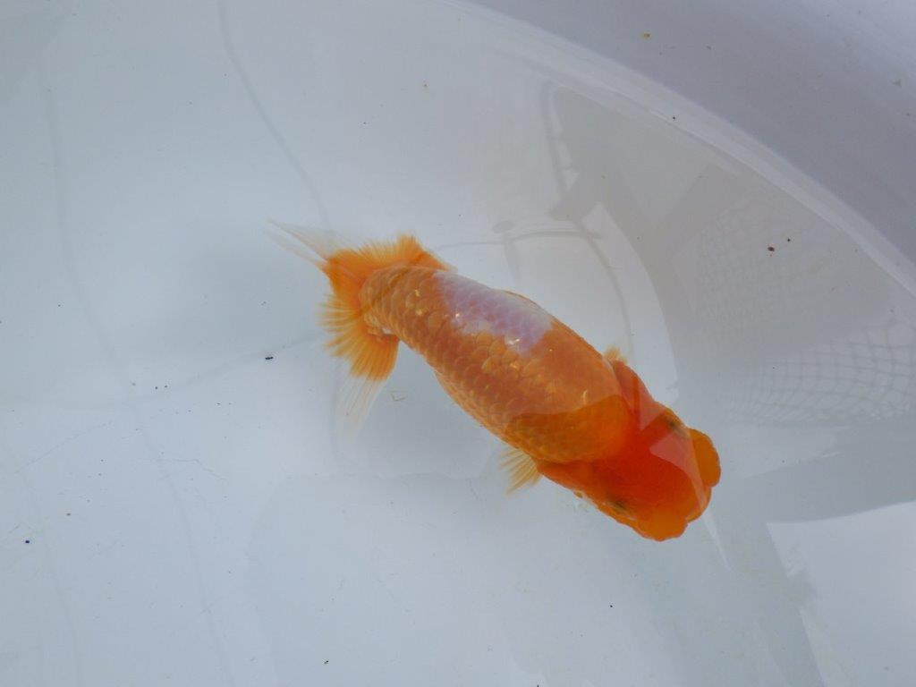 【 鉄板！！】素晴らしい雰囲気、飼い込みお勧めらんちゅう　東大関系統　約1３,5㎝  オス？