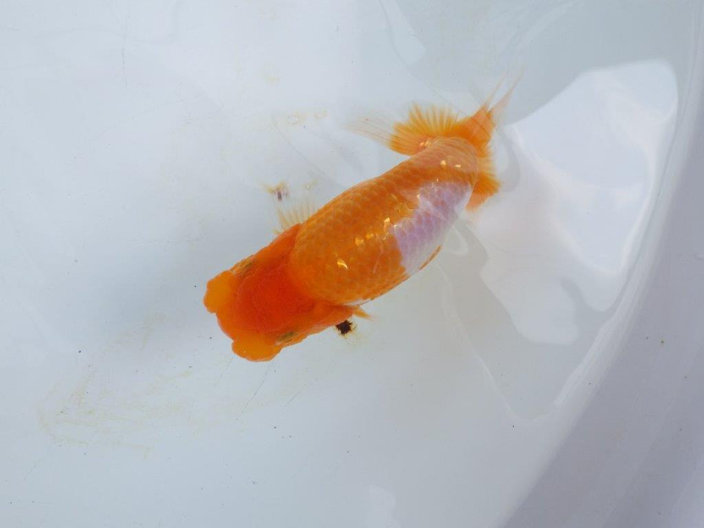 【 鉄板！！】素晴らしい雰囲気、飼い込みお勧めらんちゅう　東大関系統　約1３,5㎝  オス？