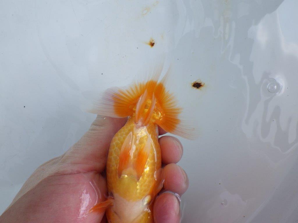 【 鉄板！！】素晴らしい雰囲気、飼い込みお勧めらんちゅう　東大関系統　約1３,5㎝  オス？