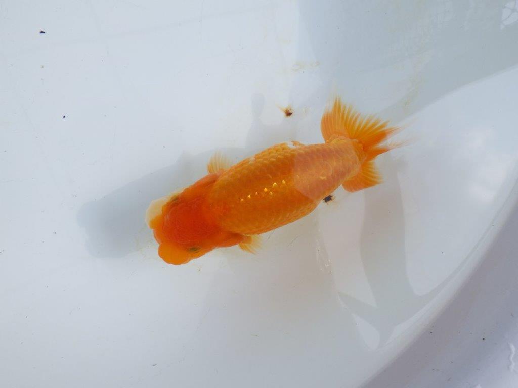 【 鉄板！！】雰囲気の良い更紗らんちゅう　東大関系統　約15㎝  メス？
