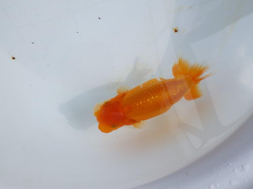 【 鉄板！！】雰囲気の良い更紗らんちゅう　東大関系統　約15㎝  メス？