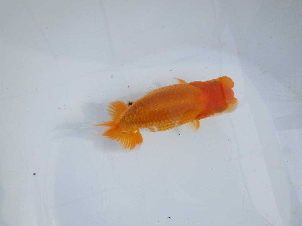 【 鉄板！！】雰囲気の良い更紗らんちゅう　東大関系統　約15㎝  メス？