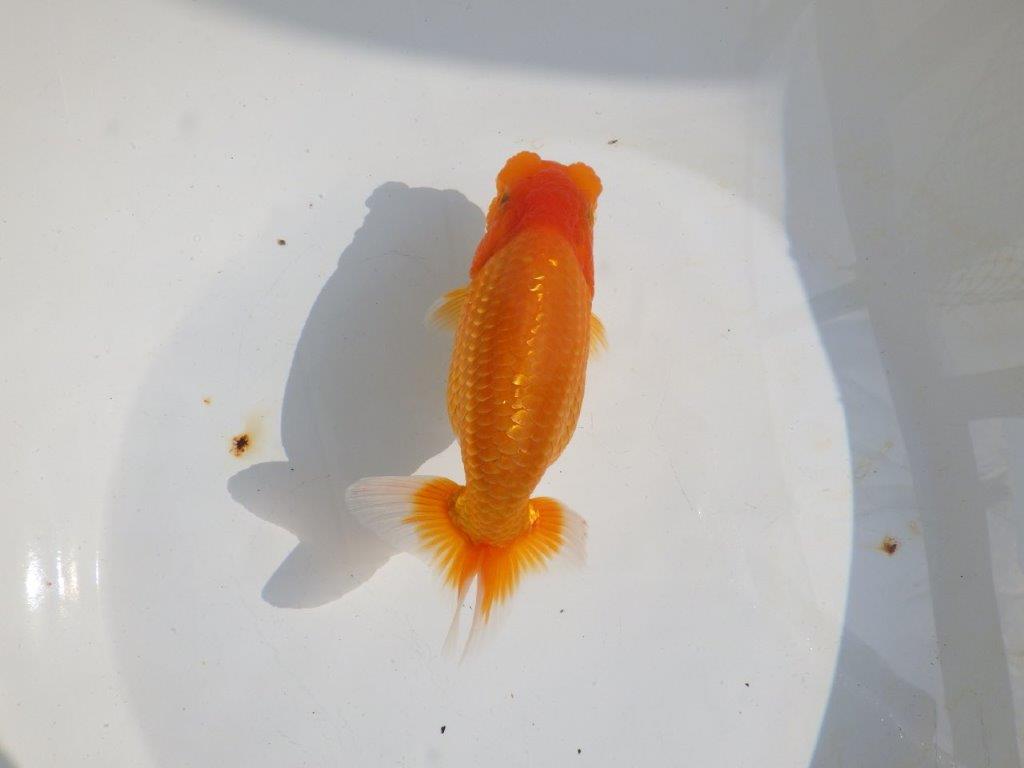【 鉄板！！】少し飼い込んで品評大会！　らんちゅう　東大関系統　約16㎝  メス？