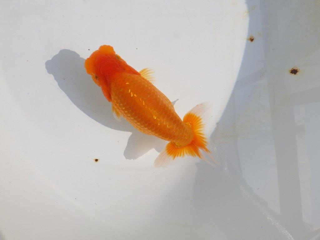 【 鉄板！！】少し飼い込んで品評大会！　らんちゅう　東大関系統　約16㎝  メス？の上身