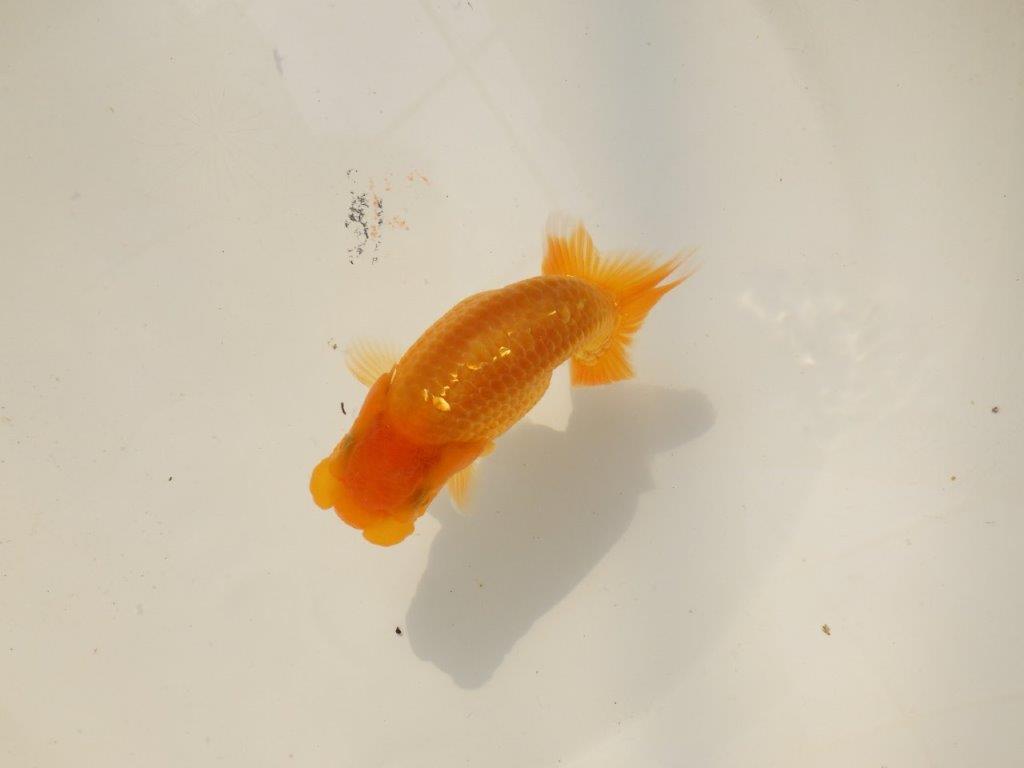 【上物当歳らんちゅう 】素晴らしいフンタンのらんちゅう　約11㎝　オス？