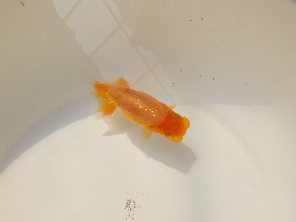 【上物当歳らんちゅう 】素晴らしいフンタンのらんちゅう　約11㎝　オス？