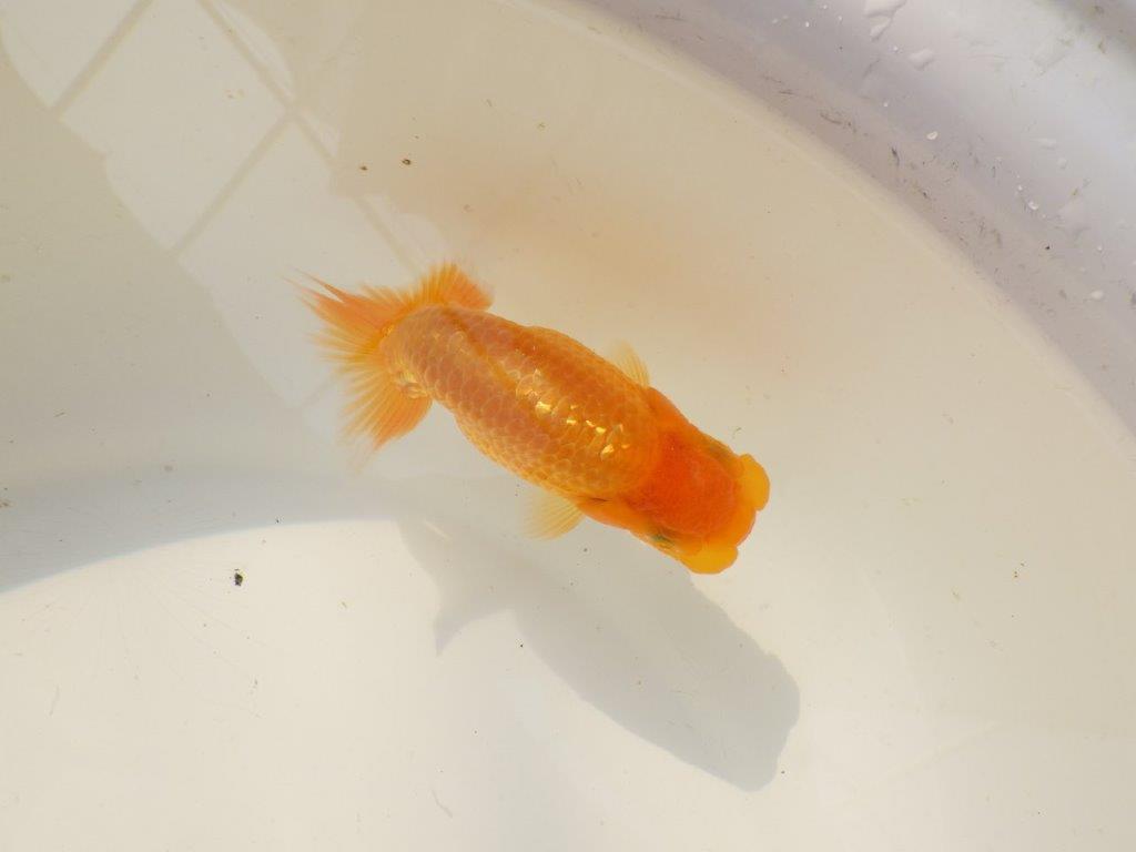 【上物当歳らんちゅう 】素晴らしいフンタンのらんちゅう　約11㎝　オス？