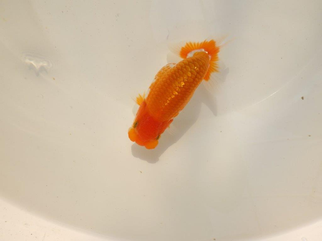 【上物当歳らんちゅう 】綺麗な更紗らんちゅう　約13,5㎝　オス？