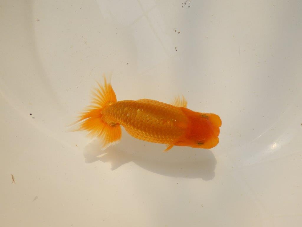 【上物当歳らんちゅう 】頭の良い背も綺麗ならんちゅう　約14㎝　メス？