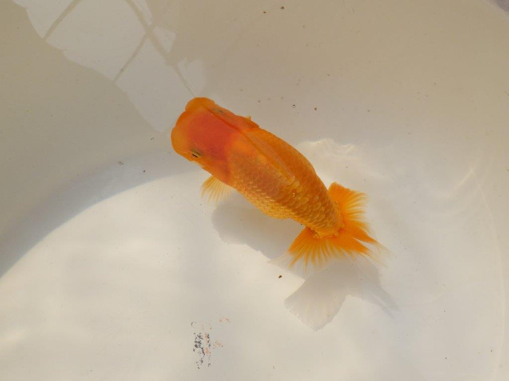 【上物当歳らんちゅう 】頭の良い背も綺麗ならんちゅう　約14㎝　メス？